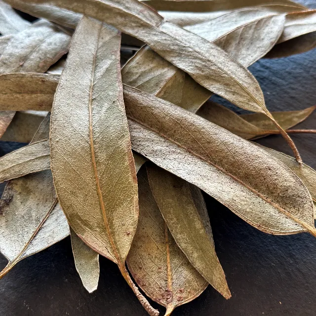Feuilles d’eucalyptus