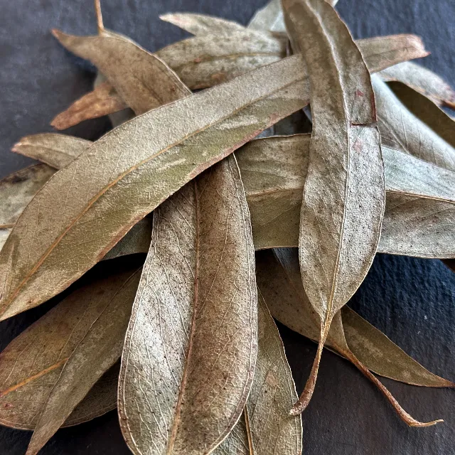 Feuilles d’eucalyptus