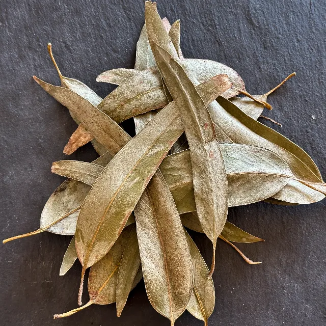 Feuilles d’eucalyptus