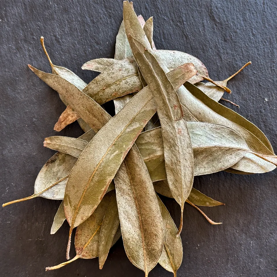 Feuilles d’eucalyptus