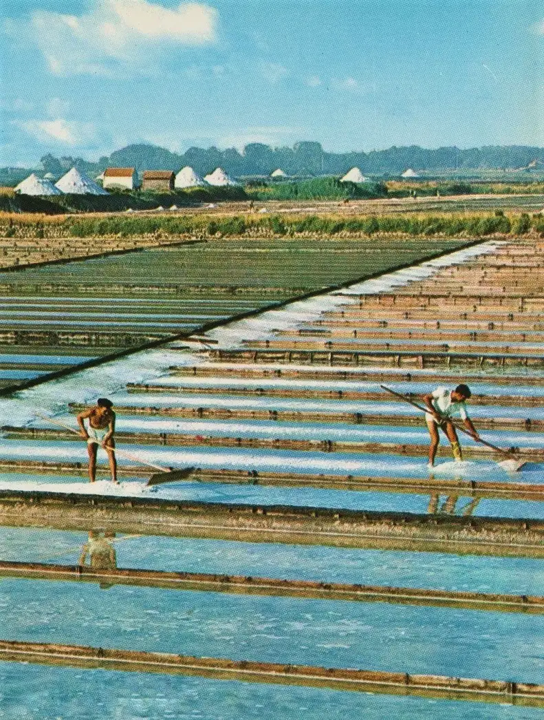 Recolte du sel d'Aveiro 1960